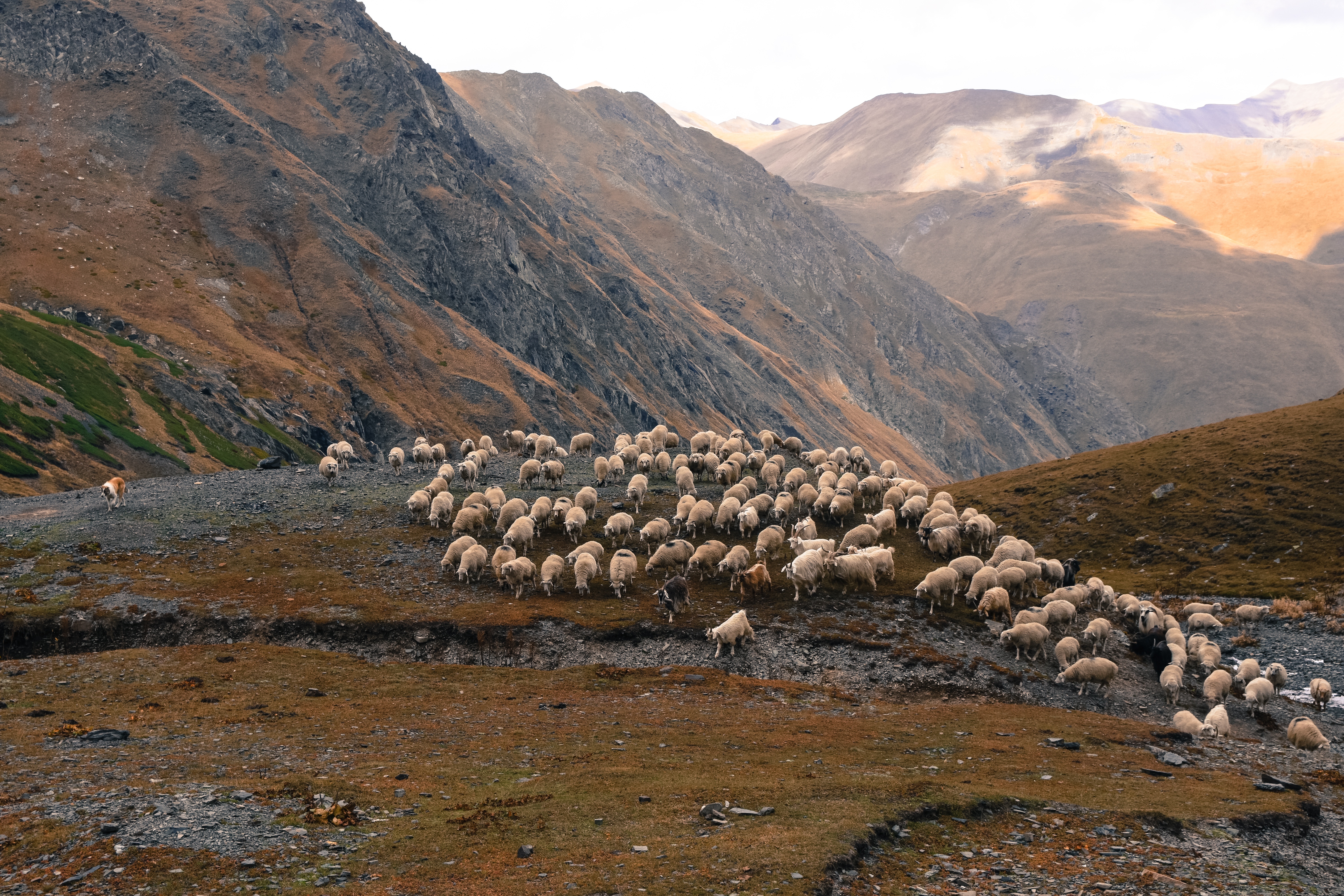 Abano Pass, wypas owiec w Gruzji